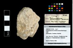 Foto (Objekt + Etikett) von Protosphaeroma ernstbrunnense (Bachmayer, 1949)  (NHMW-GEO-1990-0041-10165)